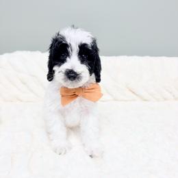 Johnny Appleseed - Black male Australian Labradoodle puppy in Springfield, Ohio from Dawson & Daryn's Royal Companions