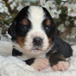 Diesel - gray collar - Tri-color male Bernese Mountain Dog puppy in Yuciapa, California from AlltheDoodlez_