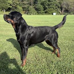 Rottweilers from Rugg’s Rotts