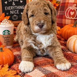 Latte - Red  male Goldendoodle puppy in O'fallon, Missouri from Rockin R Doodles