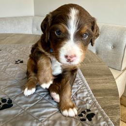Hank Williams - Tri-color male Bernedoodle puppy in Draper, Utah from Salt City Farm