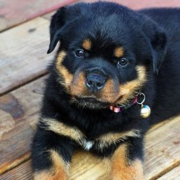 Rottweiler Puppies from Mountain High Kennels