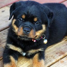 Rottweiler Puppies from Mountain High Kennels