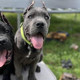 Cane Corso from Snead’s Cane Corso Kennel