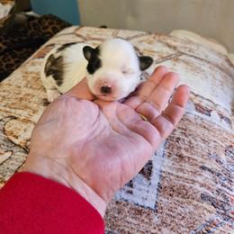 Prancer - Tri-color female Coton de Tulear puppy in Conrad, Iowa from Ferne's Kintana Cotons