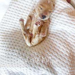 Hazel - Red male Maltipoo puppy in Vancouver, Washington from Pnwfamilydoodles