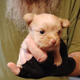 Danny - Tan male Yorkshire Terrier puppy in Rogersville, Tennessee from Guys'N' Dolls Yorkshire Terriers