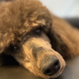 Bernedoodles, Goldendoodles, and Poodles from Reece + Co Doodles
