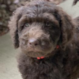 Milo (Copper) - Goldendoodle puppy in Cleburne, Texas from Sugar Fig Kennel