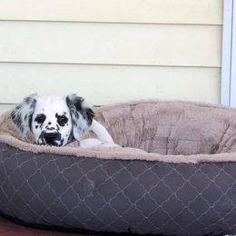Dalmatian Puppies from Speckled Spots Dalmatians