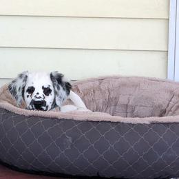 Dalmatian Puppies from Speckled Spots Dalmatians