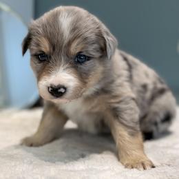 Tri colored Merle boy 1 - Blue merle male Border Collie puppy in East Ellijay, Georgia from Nine Peaks Border Collies