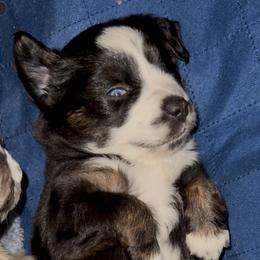 Rocky - Black tri male Toy Australian Shepherd puppy in Fairview, Tennessee from Hoffman Forest Acres LLC