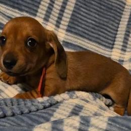 Red Collar Male - Fawn (isabella) and tan male Dachshund puppy in Otto, North Carolina from Windy Ridge Dachshunds