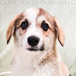 Love - Red male Pembroke Welsh Corgi puppy in Kiowa, Colorado from Cool Water Corgis LLC
