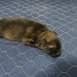 Puddin - Sable female German Shepherd puppy in Mt. Sterling, Kentucky from Haus Der Herzenskrieger