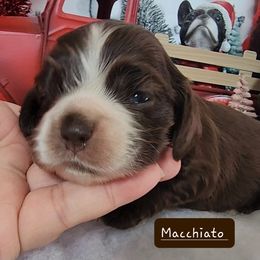 Boston Terrier and Cocker Spaniel Puppies from Down in the Holler