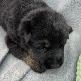 Boy 1 blue - Black and tan male German Shepherd puppy in Sharon Grove, Kentucky from Julie’s Shepherds