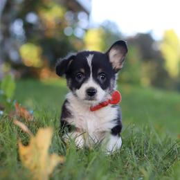 Chance - Black and tan male Pembroke Welsh Corgi puppy in Sugarcreek, Ohio from Admar Canines