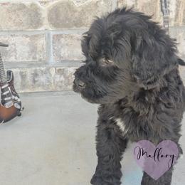 Mallory - Black female Portuguese Water Dog puppy in Jacksonville, Florida from Atlantic Coast PWD