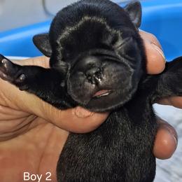 Black Boy 2 - Black male Pug puppy in Gadsden, Alabama from Carla's Pugs