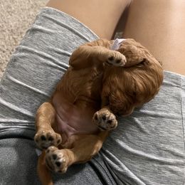 Goldendoodle Puppies from GG's Doodles