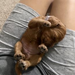 Goldendoodle Puppies from GG's Doodles