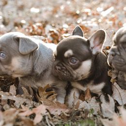 French Bulldogs from J’Adorabullz Premium French Bulldogs