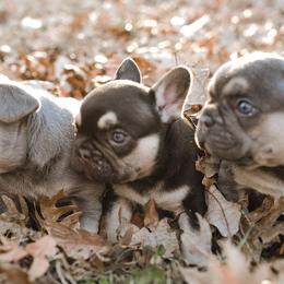 French Bulldogs from J’Adorabullz Premium French Bulldogs