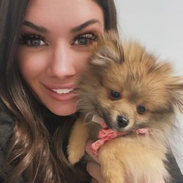 Beni - Pomeranian