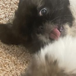 Pekingese Puppies from Millennium Falcon Kennels