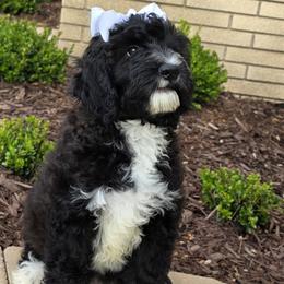 Princess Leia - Black female Goldendoodle puppy in Shelby Township, Michigan from Shelby Doodles MI LLC