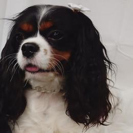 Cadi - Cavalier King Charles Spaniel