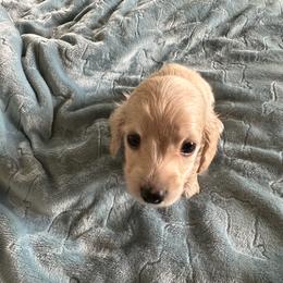 Kenobi-   (Birch) - Cream male Dachshund puppy in Wolf Lake, Indiana from Canisteo Dachshunds
