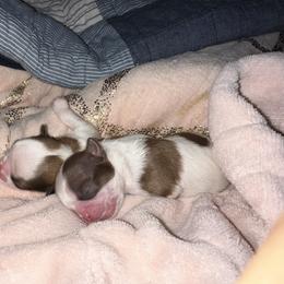 Shih Tzu Puppies from Wood Foo Breeders