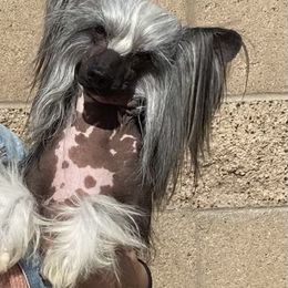 Chinese Crested All Grown Up from SoCal Chinese Crested