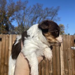 Biewer Terrier Puppies from Port-au-Prints