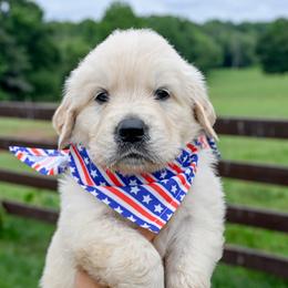Knox - Light golden male Golden Retriever puppy in Fair Play, South Carolina from Down South Goldens