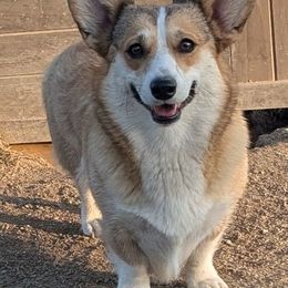 Sam - Pembroke Welsh Corgi
