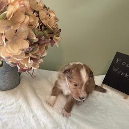 Churro - Sable merle and white male Shetland Sheepdog puppy in Chambersburg, Pennsylvania from Clark Kennel Shelties