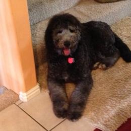 Labradoodle Puppies from Terra Swann