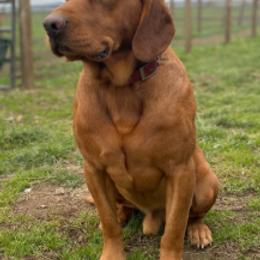 Clifford - Labrador Retriever