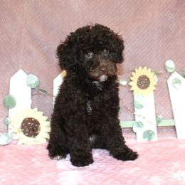 Poodle Puppies from 'Capon Cuties