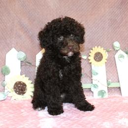 Poodle Puppies from 'Capon Cuties
