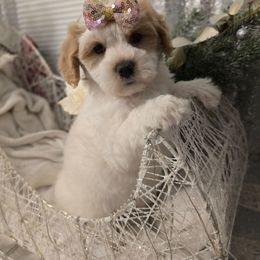 Dancer - Parti female Maltipoo puppy in Washington from Mt.BakerPoodles&Doodles