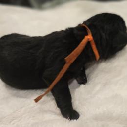 Orange collar male - Black male Cane Corso puppy in Granbury, Texas from La Muerte Corso Kennel