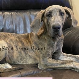 Abigail - Blue Great Dane puppy in Brandon Township, Michigan from DuBord Great Danes