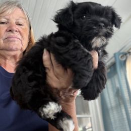 Yorkshire Terrier Puppies from Jewels pupe