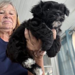 Yorkshire Terrier Puppies from Jewels pupe