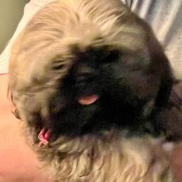 Girl 1 - Sable and white female Shih Tzu puppy in Rock, West Virginia from Willow Tree Haven Shih Tzu